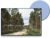 Pembrey Country Park